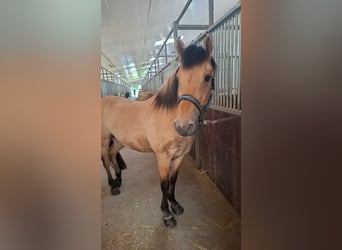 Fjordpferde Mix, Wallach, 23 Jahre, 146 cm, Falbe