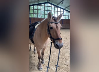 Fjordpferde, Wallach, 23 Jahre, 148 cm, Falbe