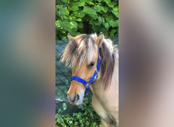 Fjordpferde Mix, Wallach, 2 Jahre, 125 cm, Falbe