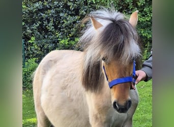 Fjordpferde Mix, Wallach, 2 Jahre, 125 cm, Falbe
