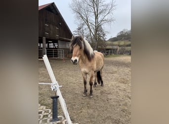 Fjordpferde, Wallach, 2 Jahre, 142 cm, Falbe