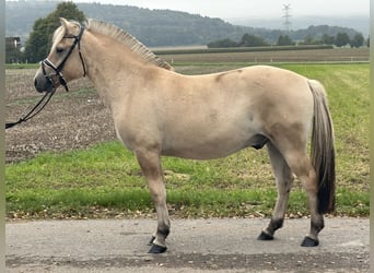 Fjordpferde, Wallach, 2 Jahre, 146 cm, Falbe