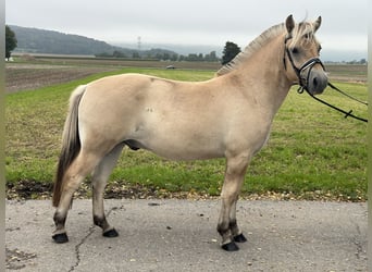 Fjordpferde, Wallach, 2 Jahre, 146 cm, Falbe