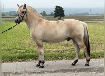 Fjordpferde, Wallach, 2 Jahre, 146 cm, Falbe