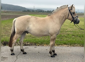 Fjordpferde, Wallach, 2 Jahre, 146 cm, Falbe