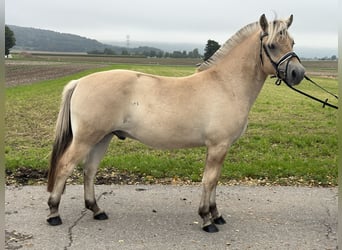 Fjordpferde, Wallach, 2 Jahre, 146 cm, Falbe