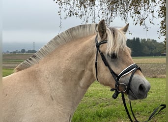 Fjordpferde, Wallach, 2 Jahre, 146 cm, Falbe