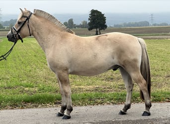 Fjordpferde, Wallach, 2 Jahre, 146 cm, Falbe