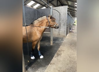 Fjordpferde, Wallach, 2 Jahre, 148 cm, Falbe