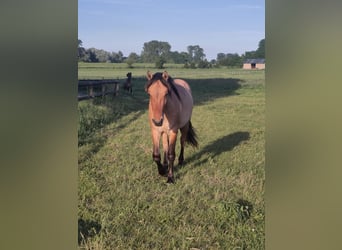 Fjordpferde Mix, Wallach, 2 Jahre, Falbe