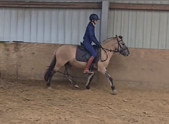 Fjordpferde Mix, Wallach, 3 Jahre, 133 cm, Falbe