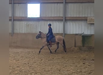 Fjordpferde Mix, Wallach, 3 Jahre, 133 cm, Falbe