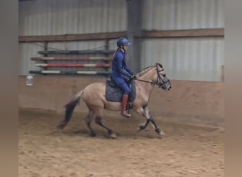 Fjordpferde Mix, Wallach, 3 Jahre, 133 cm, Falbe