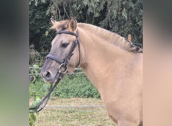 Fjordpferde Mix, Wallach, 3 Jahre, 133 cm, Falbe