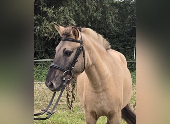 Fjordpferde Mix, Wallach, 3 Jahre, 133 cm, Falbe