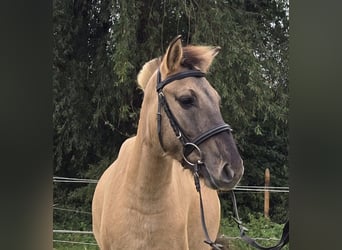 Fjordpferde Mix, Wallach, 3 Jahre, 133 cm, Falbe