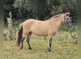 Fjordpferde Mix, Wallach, 3 Jahre, 133 cm, Falbe