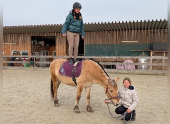 Fjordpferde, Wallach, 3 Jahre, 141 cm, Falbe