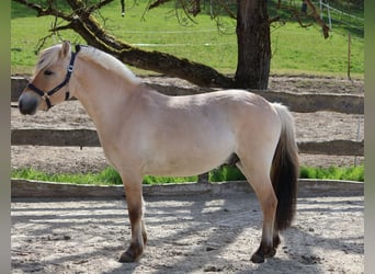 Fjordpferde, Wallach, 3 Jahre, 142 cm, Falbe