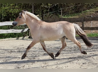 Fjordpferde, Wallach, 3 Jahre, 142 cm, Falbe