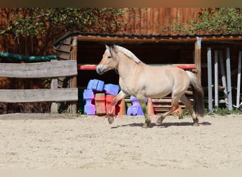 Fjordpferde, Wallach, 3 Jahre, 142 cm, Falbe