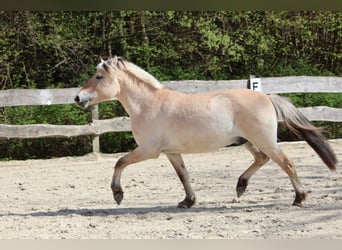 Fjordpferde, Wallach, 3 Jahre, 142 cm, Falbe