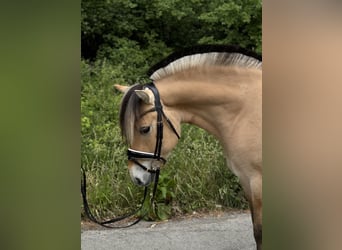 Fjordpferde, Wallach, 3 Jahre, 142 cm, Falbe