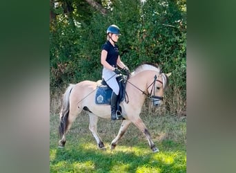 Fjordpferde, Wallach, 3 Jahre, 142 cm, Falbe
