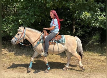 Fjordpferde, Wallach, 3 Jahre, 142 cm, Falbe