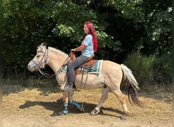Fjordpferde, Wallach, 3 Jahre, 142 cm, Falbe