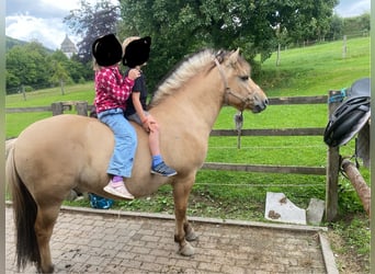 Fjordpferde, Wallach, 3 Jahre, 142 cm