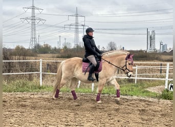 Fjordpferde, Wallach, 3 Jahre, 143 cm, Falbe