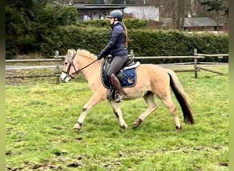 Fjordpferde, Wallach, 3 Jahre, 144 cm, Buckskin