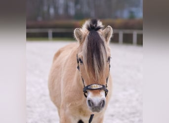 Fjordpferde, Wallach, 3 Jahre, 144 cm, Buckskin