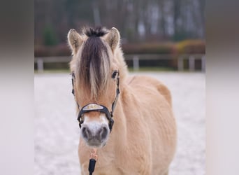 Fjordpferde, Wallach, 3 Jahre, 144 cm, Buckskin