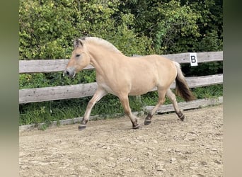 Fjordpferde, Wallach, 3 Jahre, 144 cm, Falbe