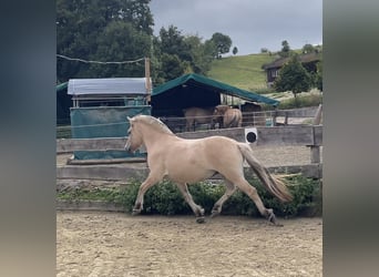 Fjordpferde, Wallach, 3 Jahre, 144 cm, Falbe
