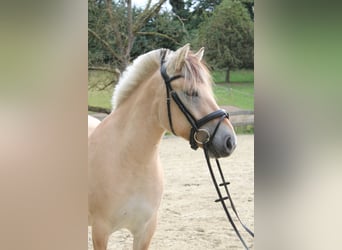 Fjordpferde, Wallach, 3 Jahre, 144 cm, Falbe