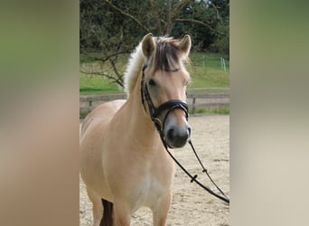 Fjordpferde, Wallach, 3 Jahre, 144 cm, Falbe