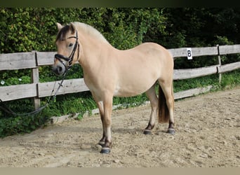 Fjordpferde, Wallach, 3 Jahre, 144 cm, Falbe