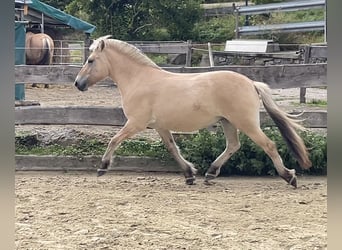 Fjordpferde, Wallach, 3 Jahre, 144 cm, Falbe