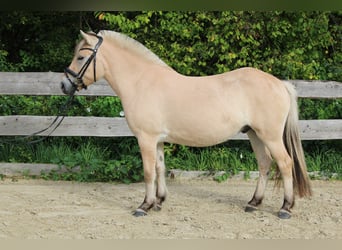 Fjordpferde, Wallach, 3 Jahre, 144 cm, Falbe