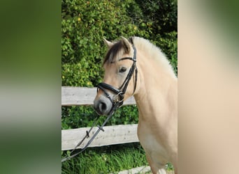 Fjordpferde, Wallach, 3 Jahre, 144 cm, Falbe