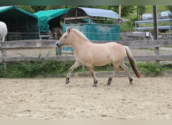 Fjordpferde, Wallach, 3 Jahre, 144 cm, Falbe