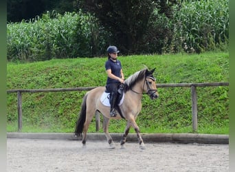 Fjordpferde, Wallach, 3 Jahre, 145 cm, Falbe