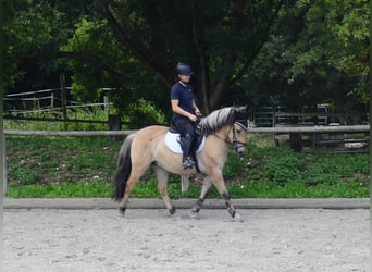 Fjordpferde, Wallach, 3 Jahre, 145 cm, Falbe