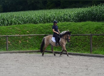 Fjordpferde, Wallach, 3 Jahre, 145 cm, Falbe