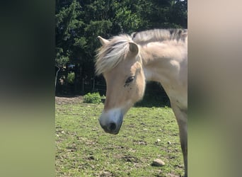Fjordpferde, Wallach, 3 Jahre, 145 cm, Falbe
