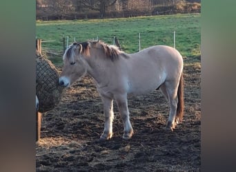 Fjordpferde, Wallach, 3 Jahre, 145 cm, Falbe