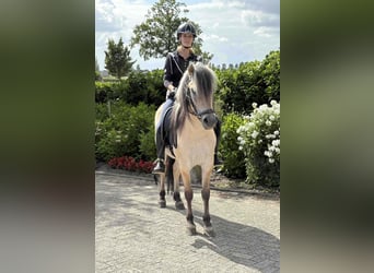 Fjordpferde, Wallach, 3 Jahre, 145 cm
